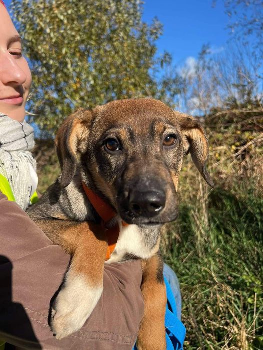 Dixi - mała sunia do adopcji