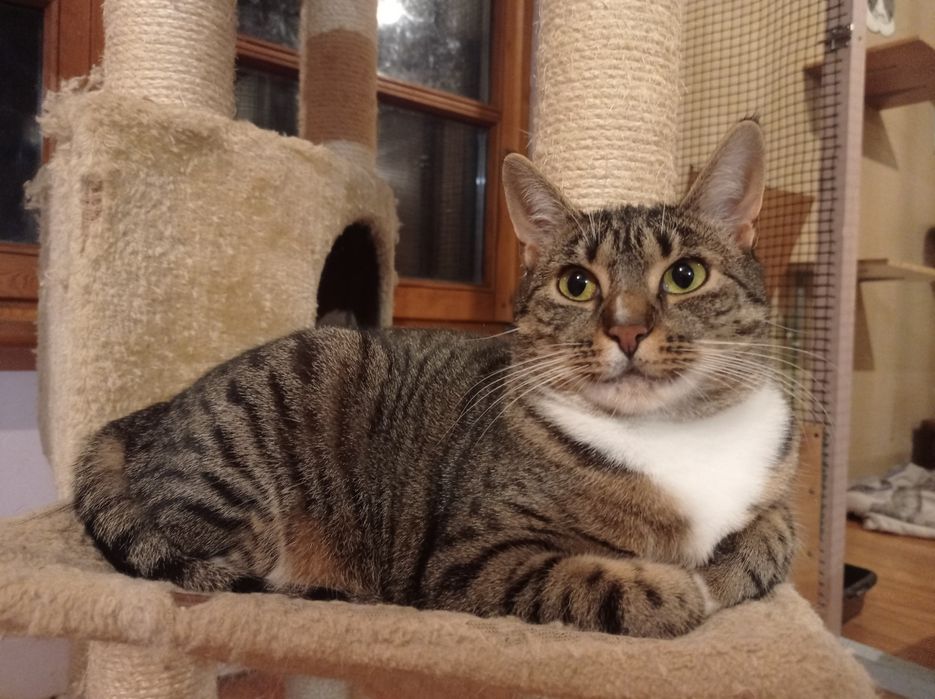 Lucyna - Kociarnia Ostróda