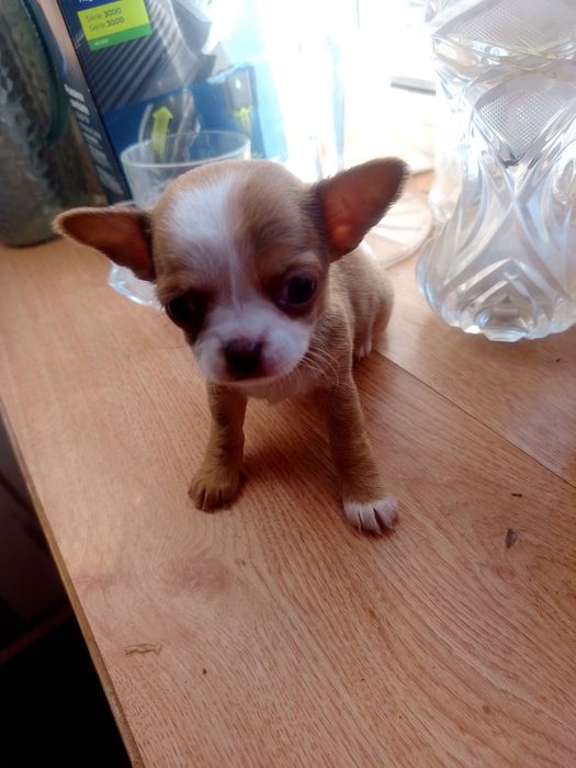 Продам цуценя Чихуахуа.