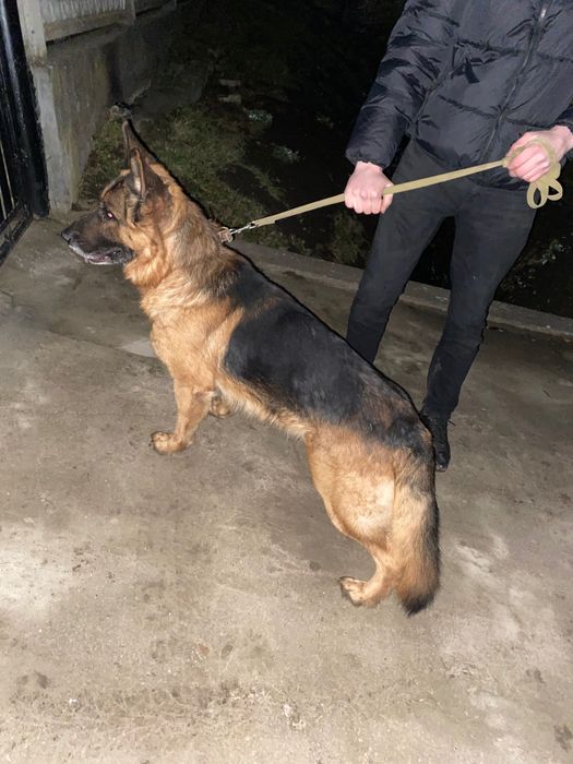 Вязка Німецької Вівчарки
