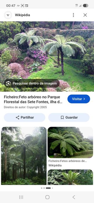 Feto gigante feto arboreo