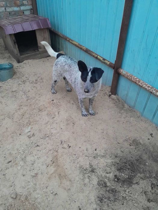 Віддаємо в добрі руки