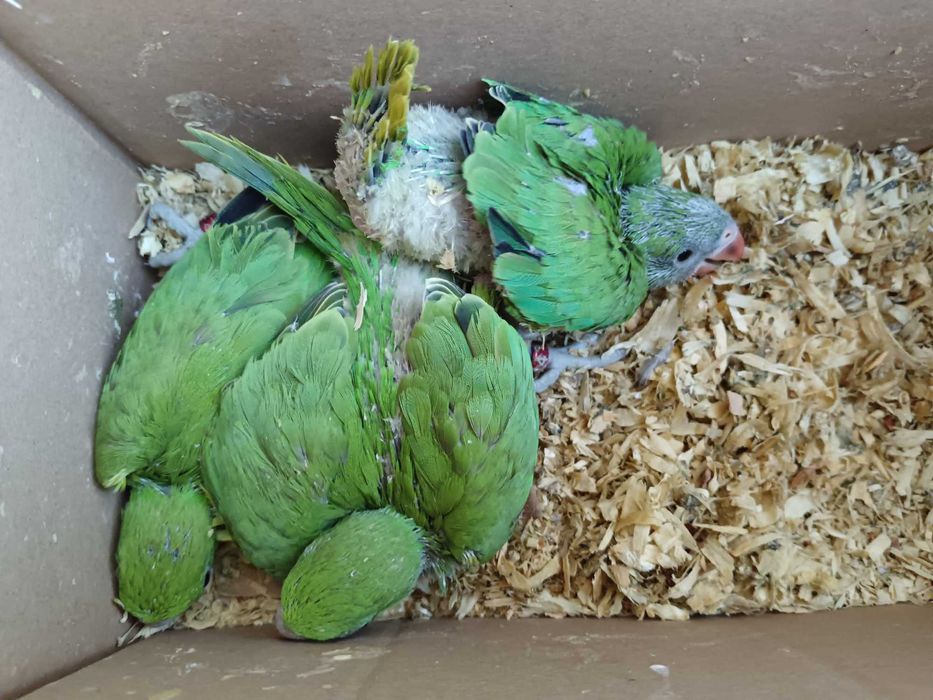 Vendo Ring neck bebés