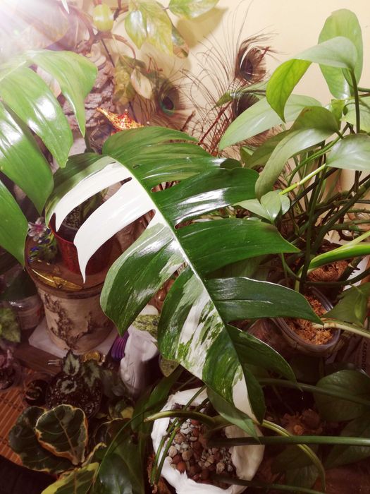 Epipremnum Pinnatum Variegata Albo PIĘKNOŚĆ monstera