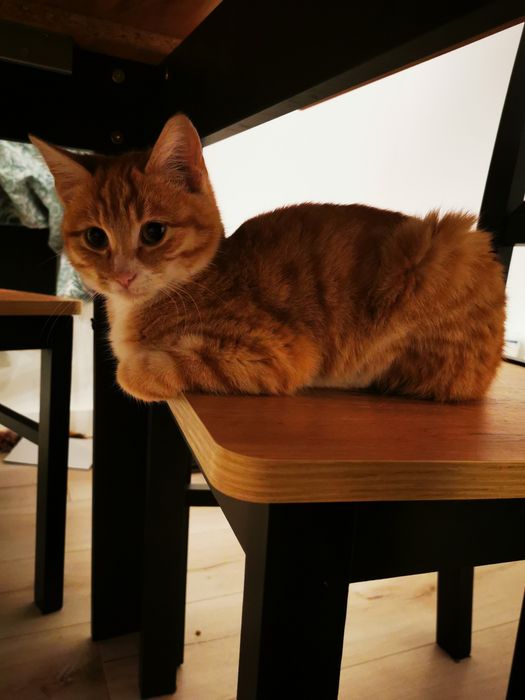 Opieka domowa Hotel dla psów i kotów oraz innych małych pupili