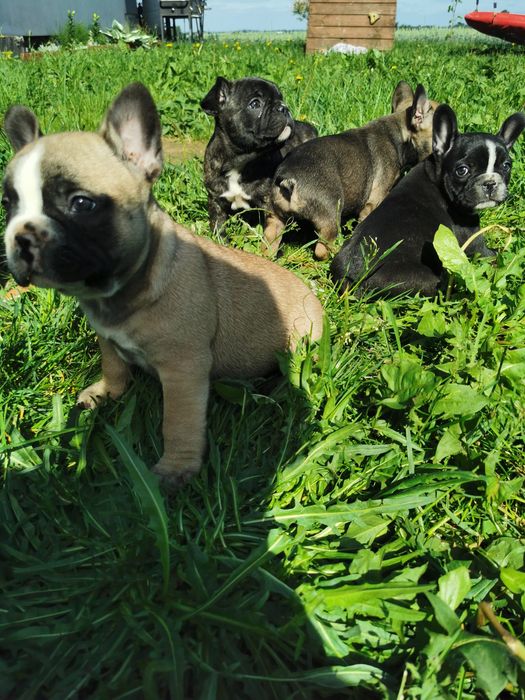 Buldog francuski