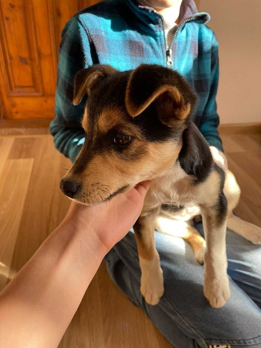 Віддамо цуценя в хороші руки