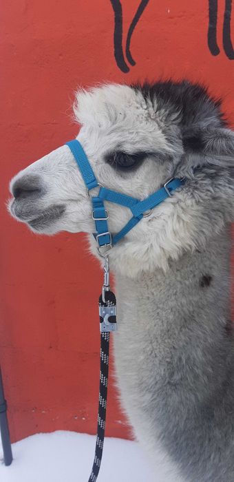 Kantar dla alpak 25 wzorów