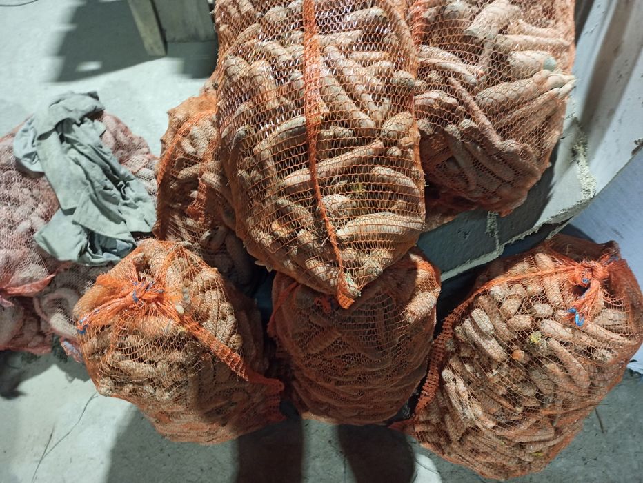 Marchew paszowa odpadowa