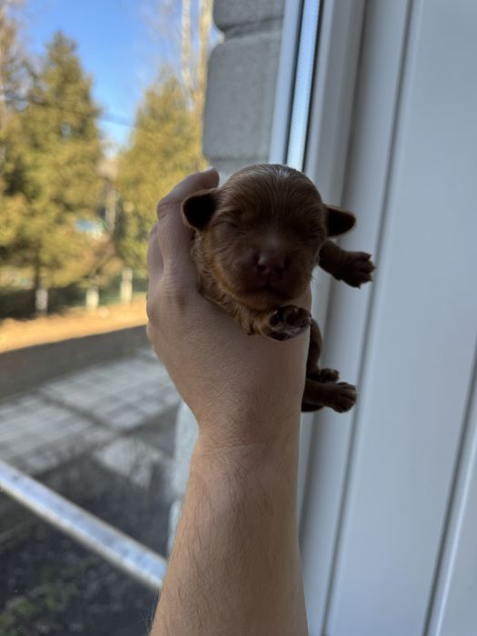 Хлопчик шоколадний мальтіпу