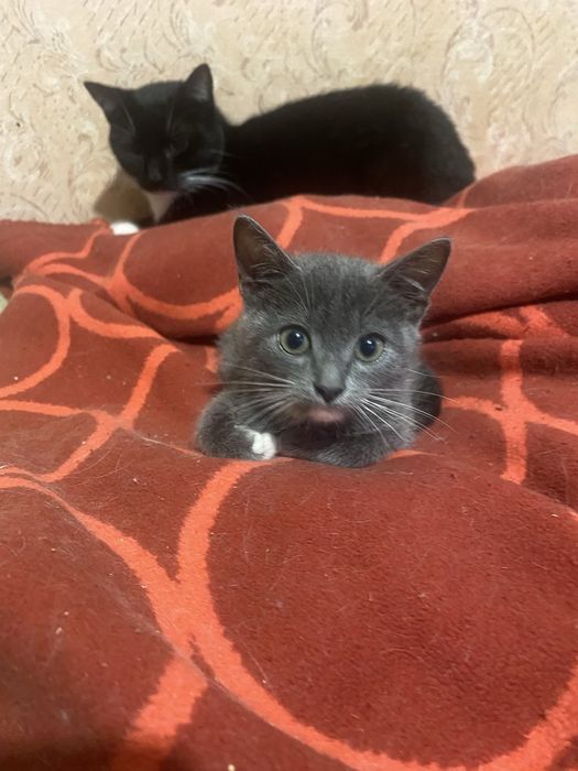 Сіре муркотне чудо чекає