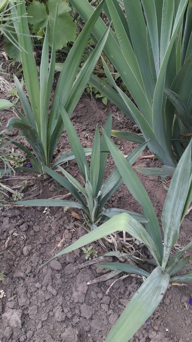 Юкка  садова )  біла