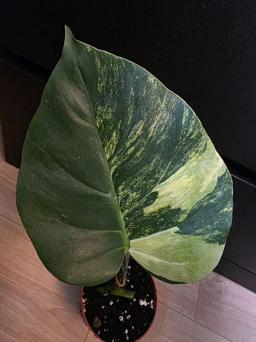 Monstera marmorata aurea