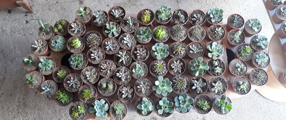 catos e suculentas desde 0,20€/un (77 espécies diferentes)