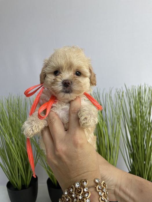 VIP Мальтипу F1  ваш найкращий подарунок літа