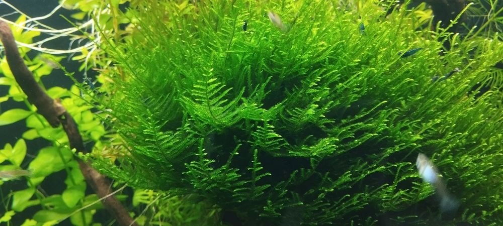 Mech do akwarium - erect Moss.