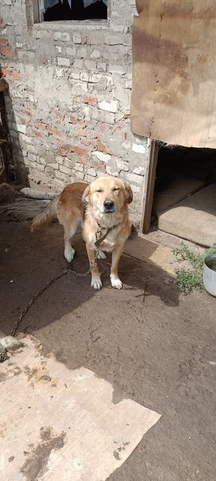 Шукаю добру сім'ю для хлопчика Баді