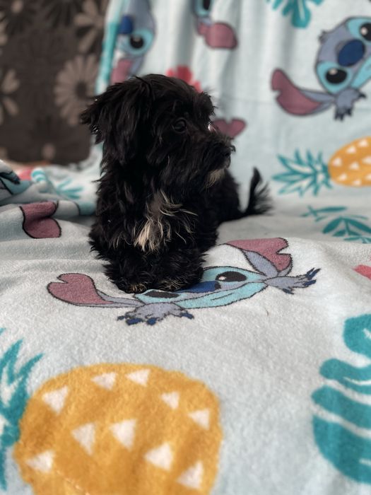 York yorkshire terrier black sunia