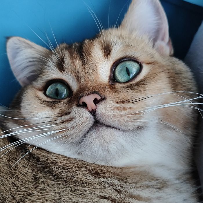 Котик золота шиншила на в'язку. Кіт для в'язки шотландський