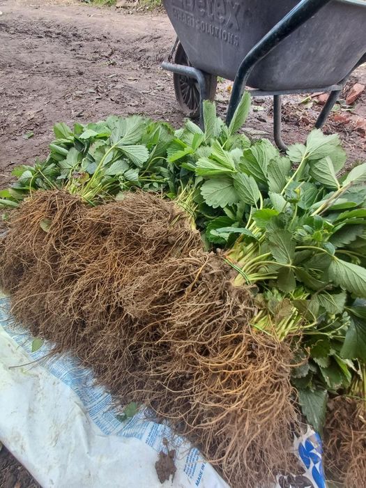 Саджанці полуниці, малини та смородини оптом, Родріб. Кращі сорти