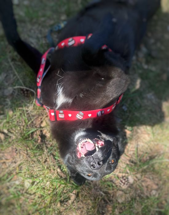 Mini labradorka Kluska szuka domu. Adopcja