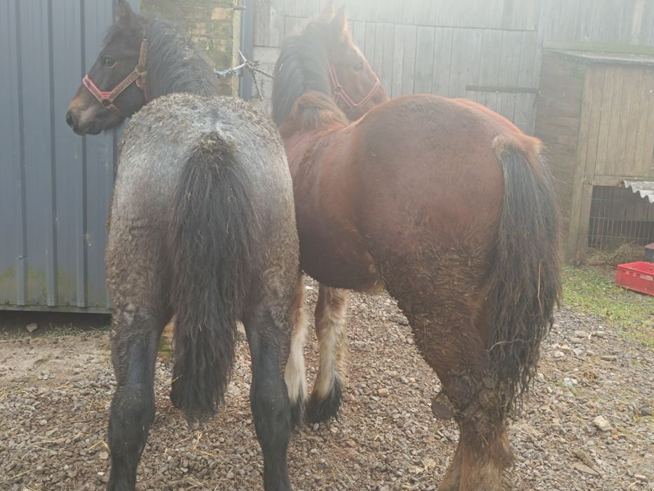 Ogierki gniady i siwy