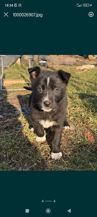 Отдам даром хорошем людям