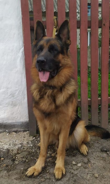 Кобель на в'язку