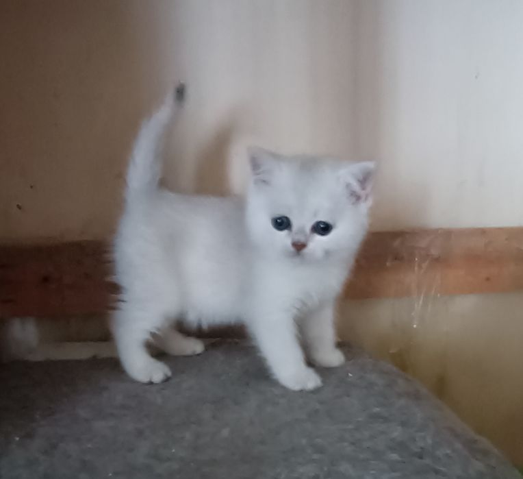 British Shorthair   chinchila