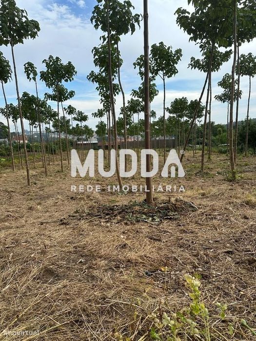 Terreno com 4.200m2, com viabilidade de construção em Argoncilhe