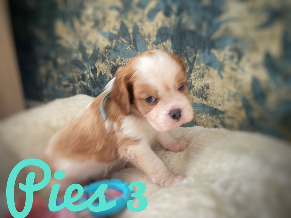 Cavalier King Charles Spaniel - piesek