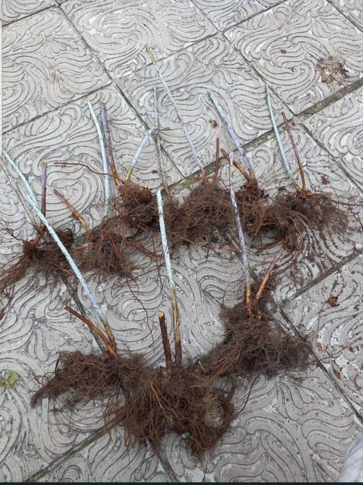 Ожина безколючкова, малина чорна , суниця, троянда плетиста саджанці