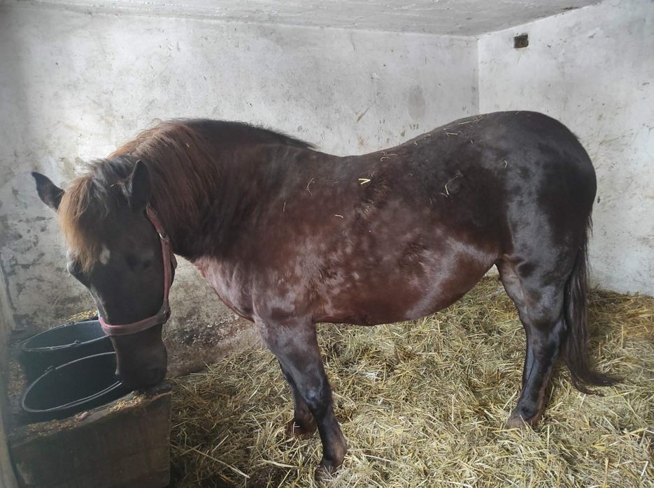 Źrebna klacz pogrubiana