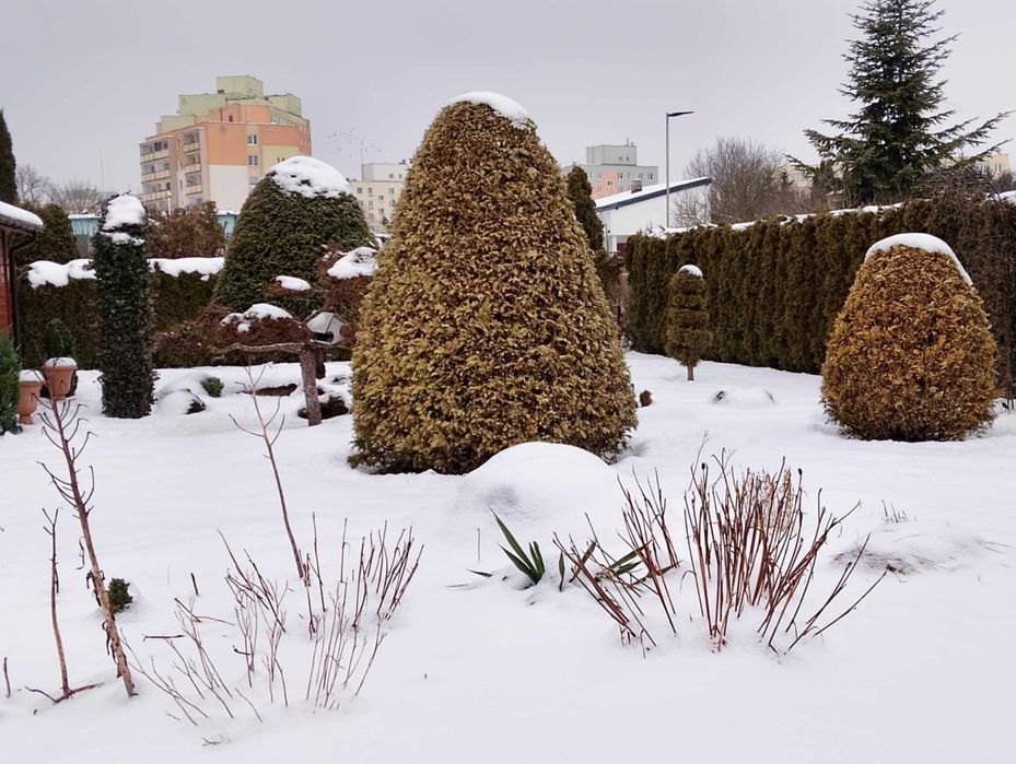 Działka ROD 400m2 z altaną, prądem, wodą miejską - Grudziądz