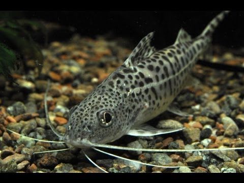 GB Sum Pimelodus Pictus, Mandi mały - dowóz ryb!