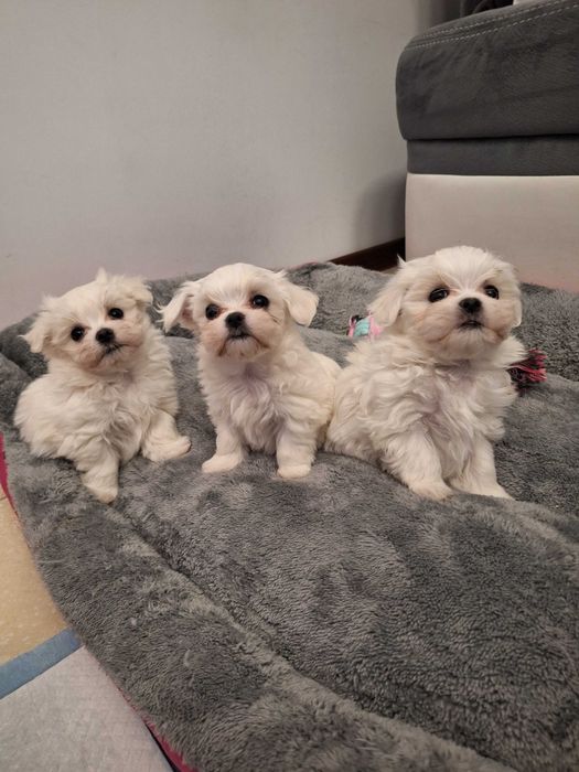 Maltańczyki z Domowej Hodowli