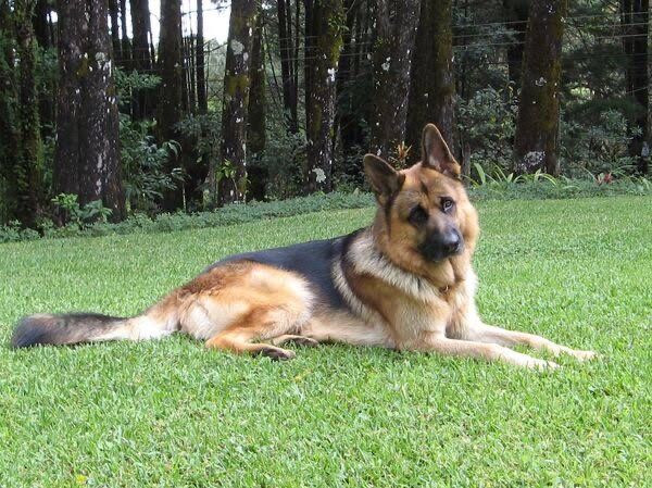 Чистокровні німецькі цуценята