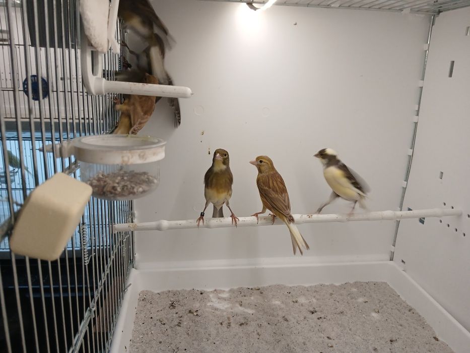 Kanarki miniatura hiszpańska