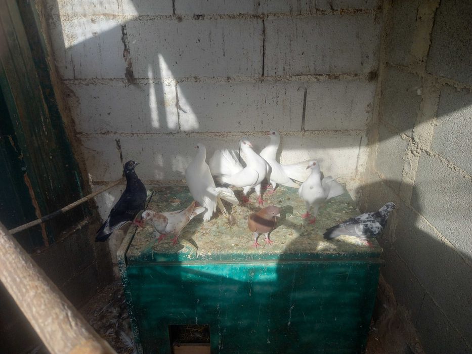 Jovem Perus à venda e muitas outras aves