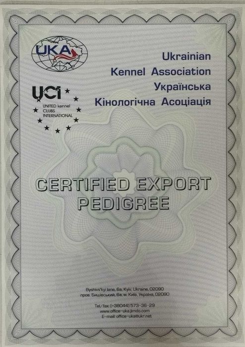 В'язка Той-пудель хлопчик APRICOT