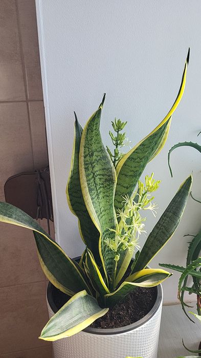 Продам Сансевієрія Black gold