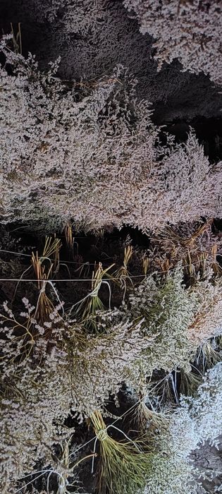 Zatrwian tatarski tegoroczny cena okazyjna