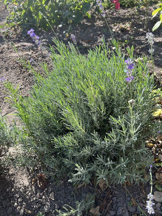 Лаванда Англійська 50 грн.