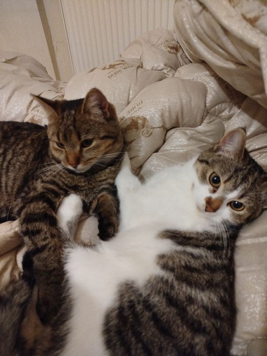 Кошечки-сестрички в хорошие руки