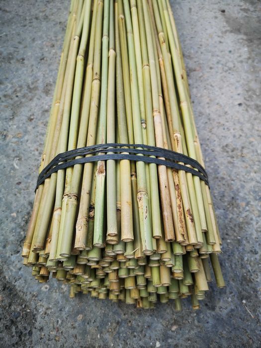 ⋙ Бамбукові опори, стовбури, для підв'язки рослин, помідор (є ОПТ)