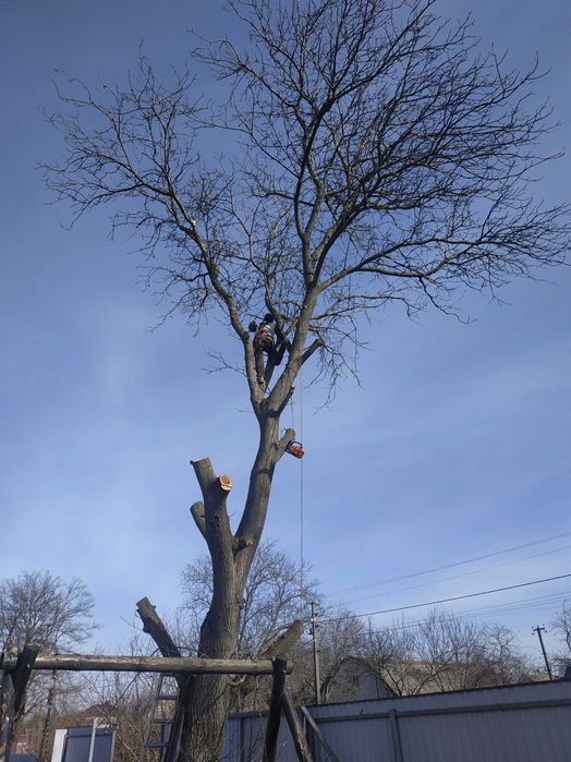 Спил деревьев любой сложности, уборка веток, покос травы