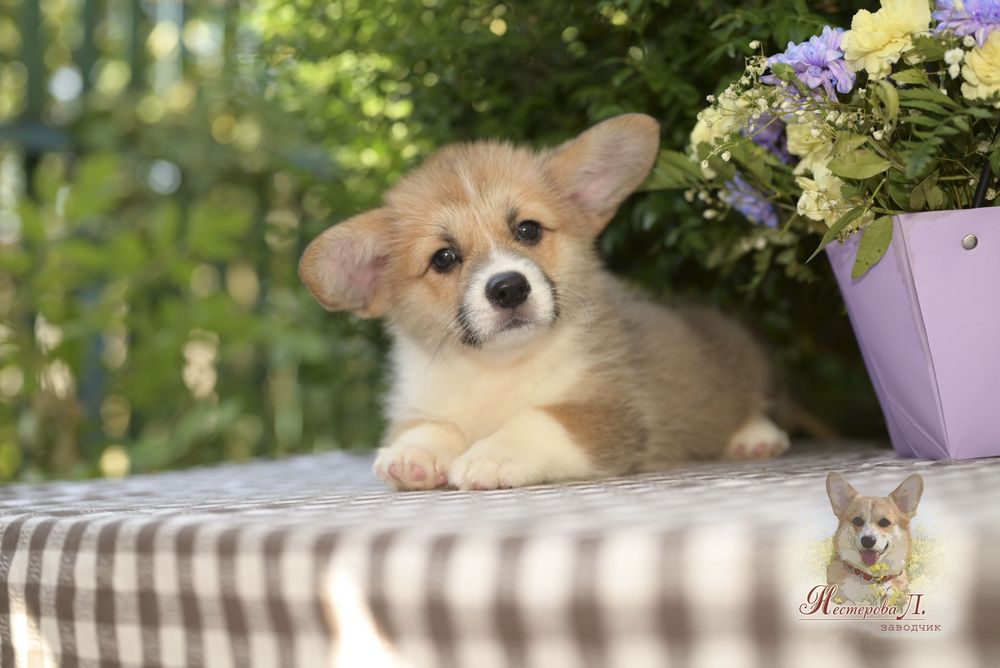 Шикарна дівчинка коргі з хвостиком