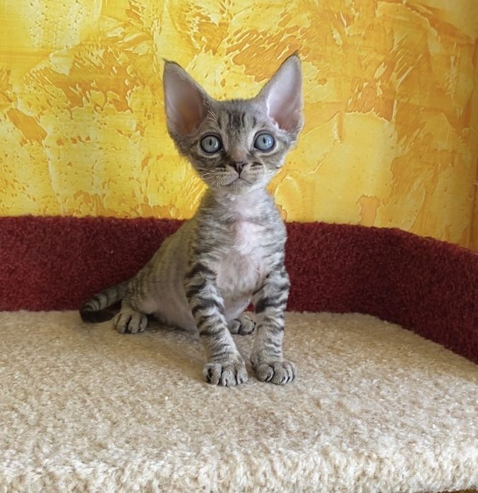 Девон рекс котики