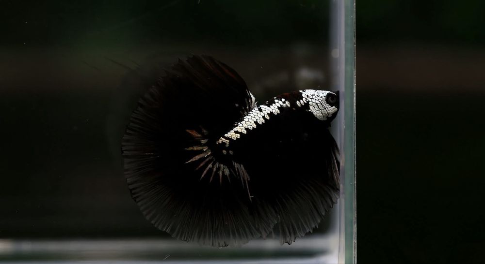 Bettas de seleção -Variedades de Importacão