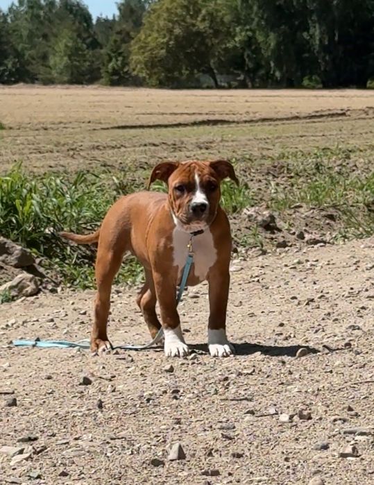 Suczka Amstaff FCI zkwp